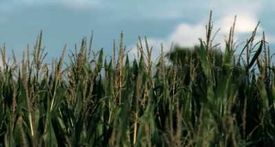 The South had given him so much, - Van Gogh: Of Wheat Fields and Clouded Skies