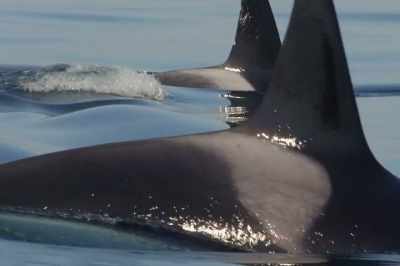 The southern resident
killer whale population - Artifishal