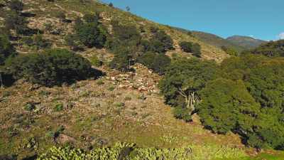 The Spanish brought
the goats for milk, - Eva Longoria: Searching for Mexico