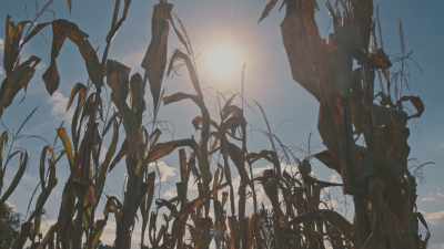 The Spanish had introduced
the Indians to corn whiskey, - Neat: The Story of Bourbon