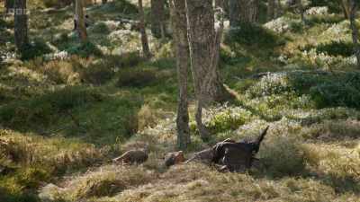 The species as a whole, however, is
losing its battle - Wild Isles