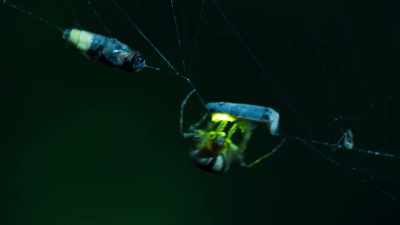 The spider's larder is filling up. - Seven Worlds, One Planet