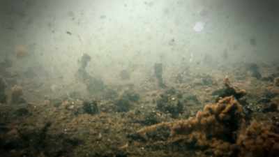 THE SPILL DEVASTATES MARINE LIFE, - Strange Evidence