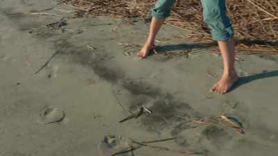 The splashes suggest
four dolphins - The Secret Lives of Animals