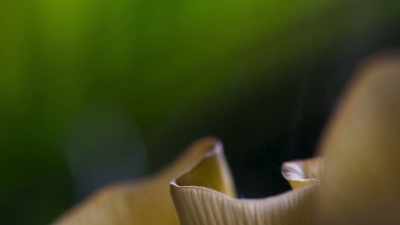 The spores are so light - The Green Planet