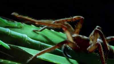 The spray can reach half a metre, - Micro Monsters with David Attenborough