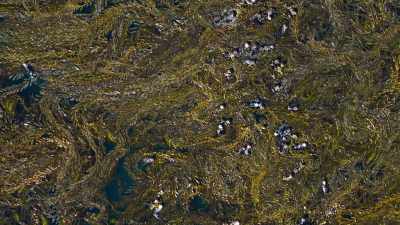 The spring kelp acts
as a safe haven for many. - Our Great National Parks