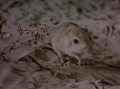 The squabbling rats
are about to learn - The Living Desert
