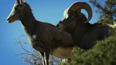 The stamina, the ability to survive, - United States of Animals