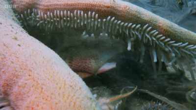 The starfish first pulls
the scallop shell apart - Wild Isles