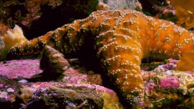 The starfish prefers food
that doesn't bite back. - Blue Planet II