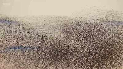 The starling flocks
swirl and coalesce - Wild Isles