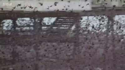 The starlings lift off as one... - Wales: Land of the Wild
