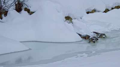 The steady supply of fish - Yellowstone: One-Fifty