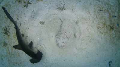 The stonefish is almost impossible
to spot, - Super/Natural