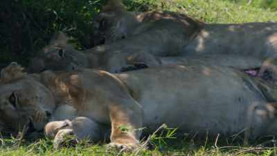 The storm has driven them nearly a mile - Dynasties