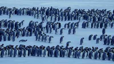 The storm has driven them nearly a mile - Dynasties