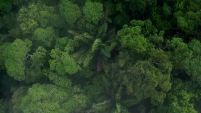 The storms that these trees help create - Hostile Planet