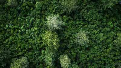 The strands connect the forest
to such an extent - Welcome to Earth