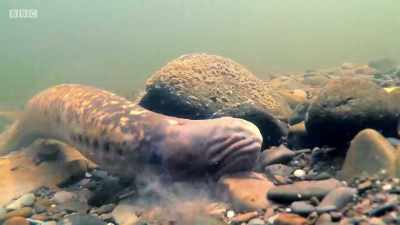 The stress of their long migration - Wales: Land of the Wild