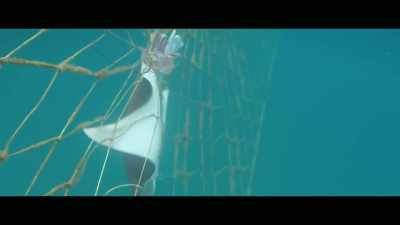 The stressed animals,
sharks can sense that. - Envoy: Shark Cull