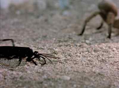 The stricken wasp
grovels in the sand, - The Living Desert