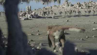 The Styginetta are
unaware of his approach. - Prehistoric Planet