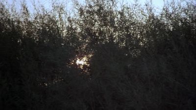 The sun looks ghostly when there's a mist on a river and everything's quiet - Days of Heaven