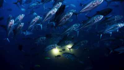 The sunlight fades, - Blue Planet II