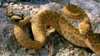 The Superstitions
can be real dangerous, - Lust for Gold: A Race Against Time