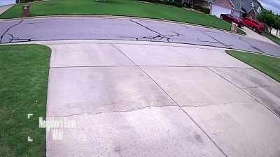 The SUV
that just passed by - Neighborhood Wars