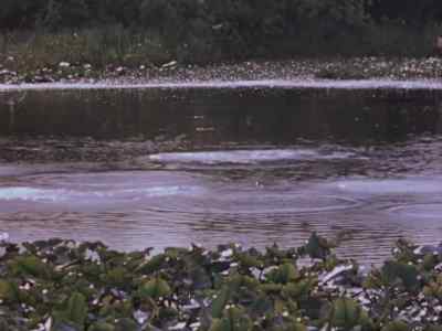 The swallows take their plunge
on the wing, - Prowlers of the Everglades
