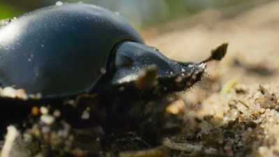 the sweet scent of antelope droppings. - Super/Natural