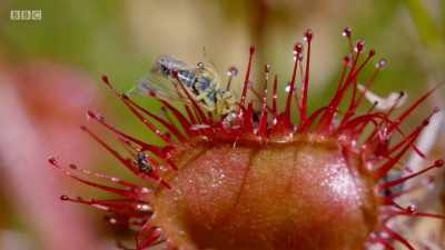 The sweet tasting
droplets are a sticky trap. - Wales: Land of the Wild