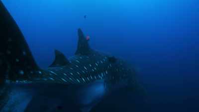 The tag will remain on the giant's fin
for two days - Blue Planet II