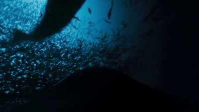 The tail slap stuns the herring. - Blue Planet II