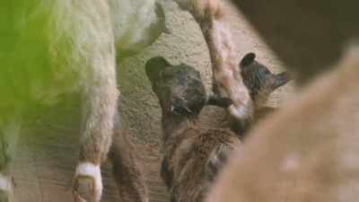 The tail's wagging.
That's definitely a good sign. - Secrets of the Zoo