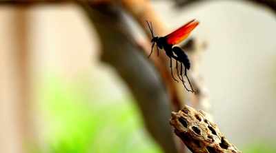 - The tarantula hawk,
pepsini pompilidae. - Kings of Pain