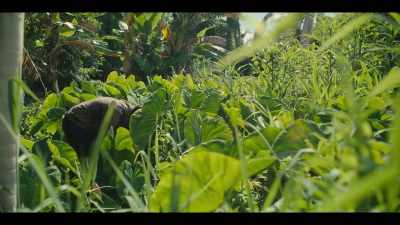 The taro plant - Street Food: USA