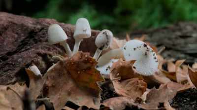 The task that we face today - Fantastic Fungi