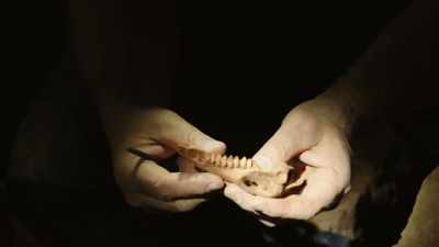 The team has barely
scratched the surface, - Modern Dinosaurs
