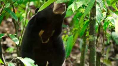 The team hope
that this two-pronged approach - The Secret Lives of Animals