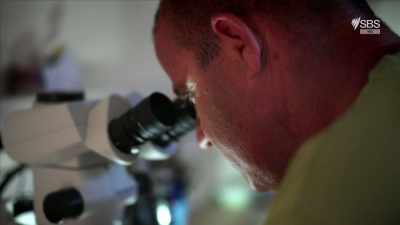 The team turned to the grape seeds
for answers. - Curse of the Ancients with Alice Roberts