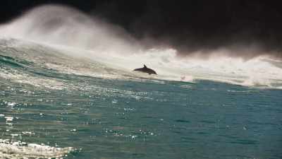 The team's mission here
is to ride alongside the dolphins - Blue Planet II