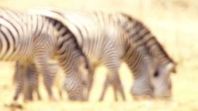 The temperature has reached 50 degrees. - Dynasties