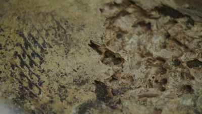 The termites are gone, - Help! I Wrecked My House