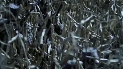 The texans cut through
the corn like a scythe, - Blood and Fury: America's Civil War