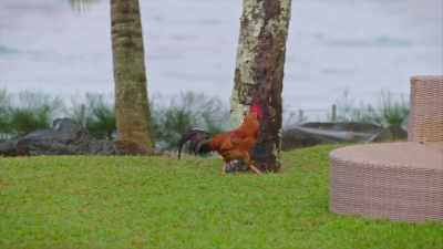 - The... The cock.
- The cock.
(ROOSTER CROWS) - FBOY Island NZ