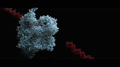 -The thing about Cas9
that struck me at the time - Human Nature