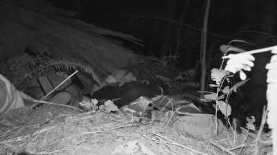 The thing
about nights like this, - Expedition Bigfoot